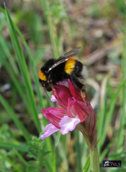 bombo sulla papilionacea.JPG